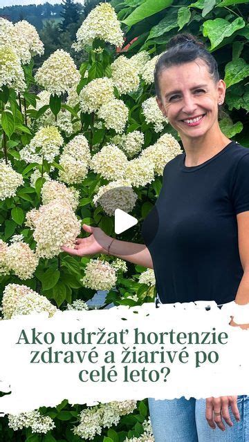 Zdravé korene hortenzie