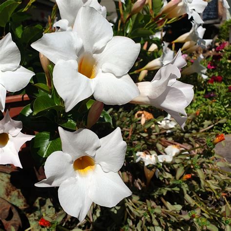 Čílsky jazmín (Mandevilla laxa) na pergole