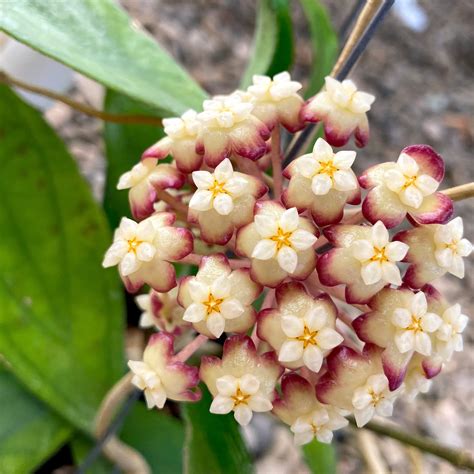 kvety Hoya