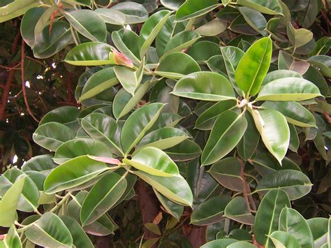 Štruktúra listu Ficus Elastica
