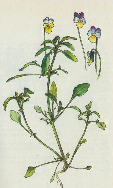 Fialka trojfarebná - ilustrácia