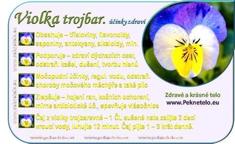 Zloženie fialky trojfarebnej - infografika