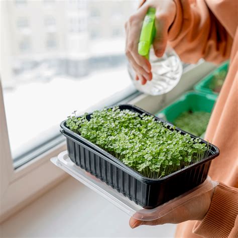 Rôzne typy nádob na pestovanie klíčkov a microgreens