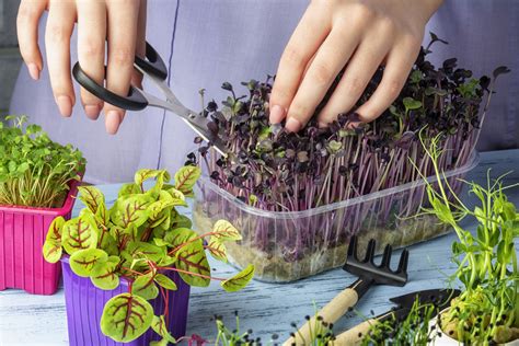 Zber microgreens nožnicami