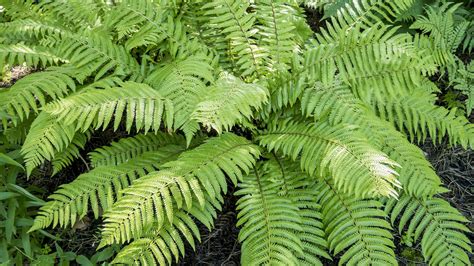 Suchomilné rastliny v záhrade