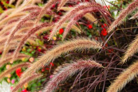 Dekoratívne trávy odolné voči suchu