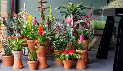 Izbové rastliny milujúce slnko