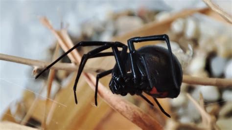 Čierna vdova - Latrodectus hesperus