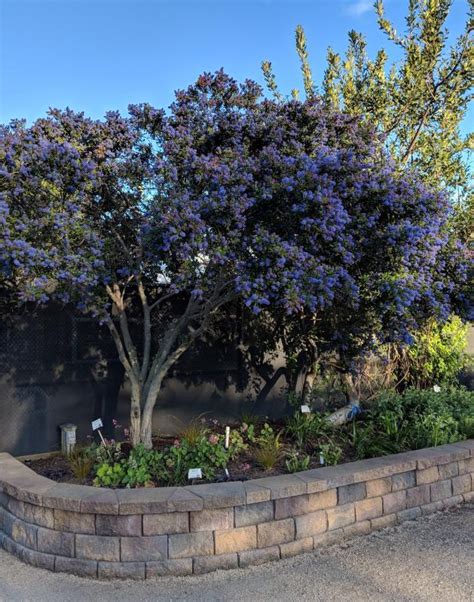 Ceanothus 'Concha' v plnom kvete