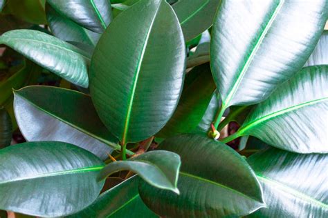 Listy Ficus elastica s typickými žilkami a odtieňmi
