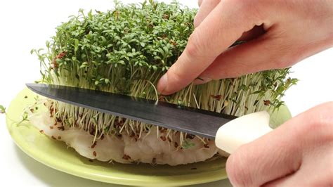 Obrázok mladej rastlinky žeruchy