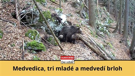 Medvedí brloh v skalnej dutine