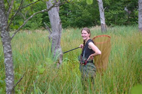 Ilustrácia tandemu vážok počas kopulácie