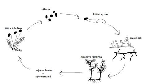Schéma životného cyklu vážky od vajíčka po dospelého jedinca
