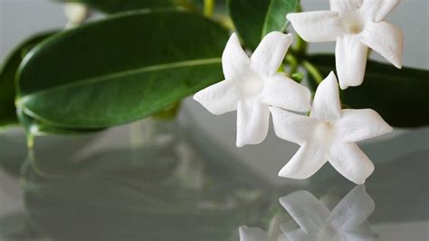 Jazmín pri presádzaní