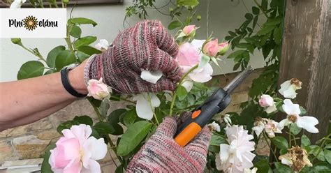 Správny rez jazmínu