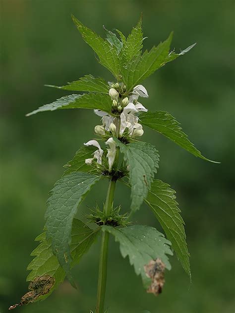 Hluchavka biela (Lamium album)