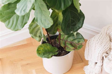 Zmeny na listoch bonsaja Ficus