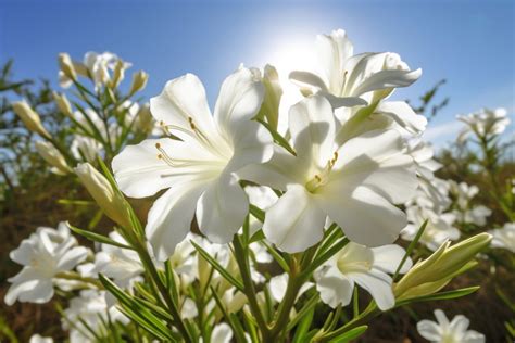 Oleander napadnutý roztočcami