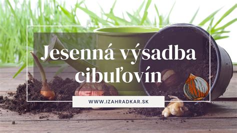 Správna hĺbka výsadby pivoniek