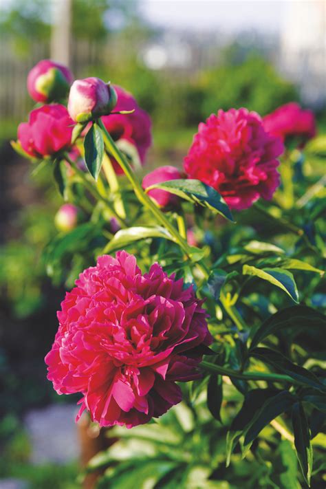 Pivonka krovitá v plnom kvete