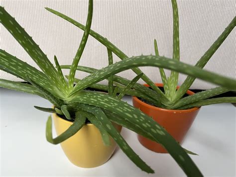 Fotografia materskej rastliny aloe vera s odnožami