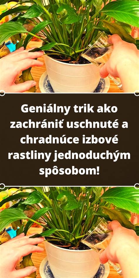 Suché a chradnúce rastliny v tesnej blízkosti tují