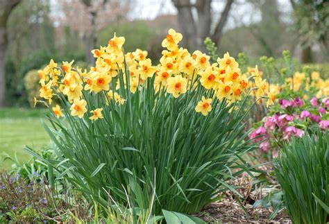 Kvitnúce narcisy v záhrade