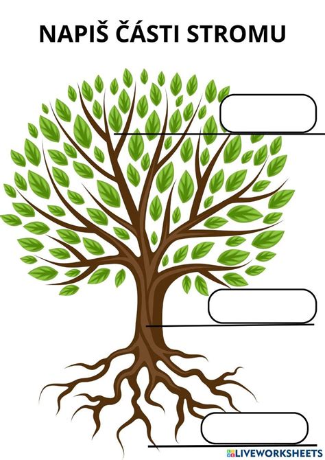 Schéma správneho rezu stromu