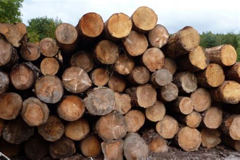 Použitie dreva Paulownie vo výrobe nábytku