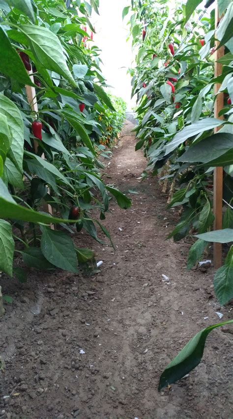 Zaštipovanie a opora chilli papričiek