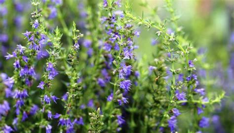 Detail kvetov a listov yzopu lekárskeho