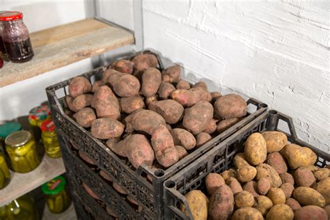 Správne uskladnené zemiaky v tmavej pivnici