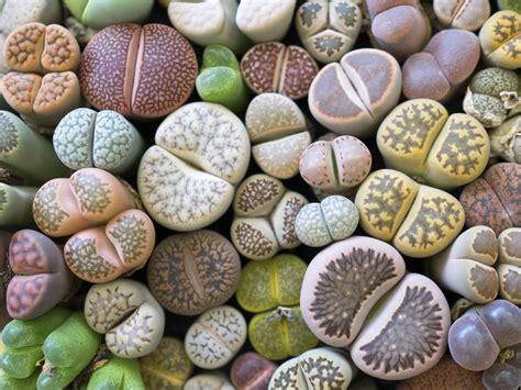 Živé kamene (Lithops) v rôznych farbách a tvaroch