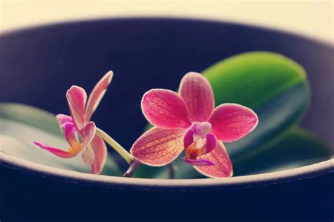 Orchidea na okne s rozptýleným svetlom