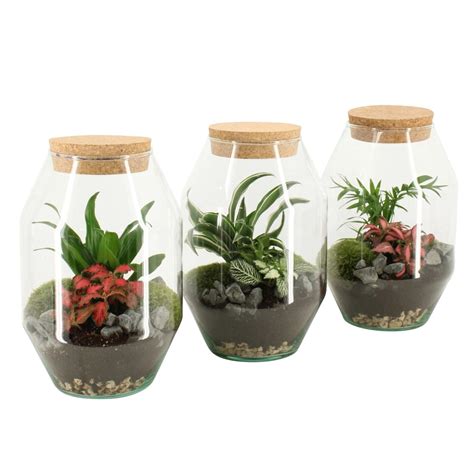 Rôzne druhy zelených izbových rastlín