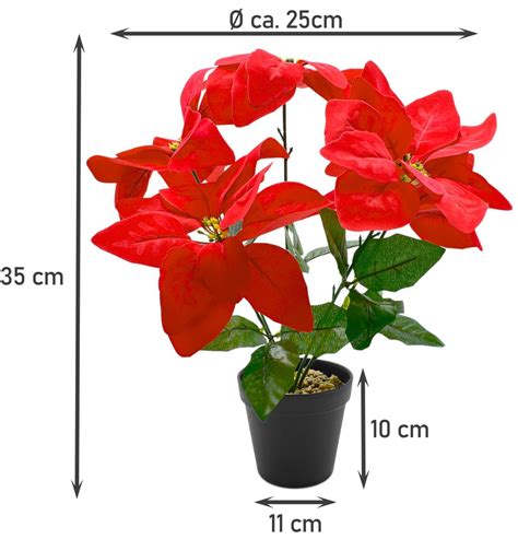 Schéma svetelného režimu pre kvitnutie Poinsettie