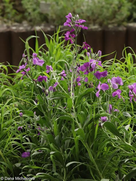 Matthiola incana - Fiala sivá - rozmanitosť odrôd a farieb