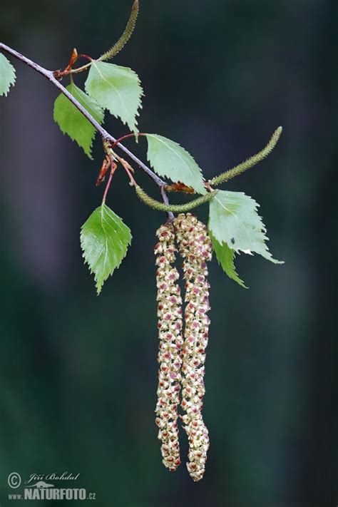 Breza previsnutá 'Purpurea' s fialovými listami