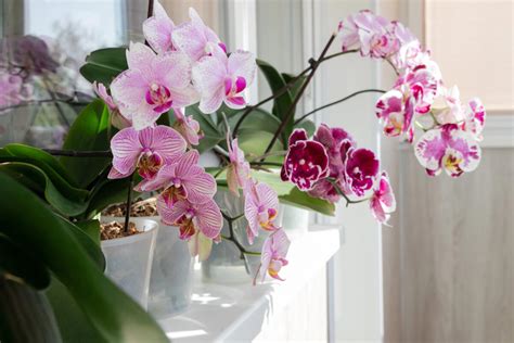 Vplyv jednotlivých živín na rast orchidey