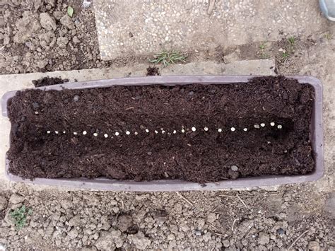 Hrach v kvetináči na balkóne