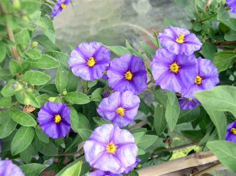 Modrý enciánový stromček s kvetmi