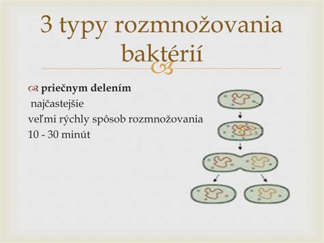 rozmnožovanie floxu delením