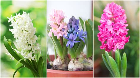 Hyacinty v kvetináči