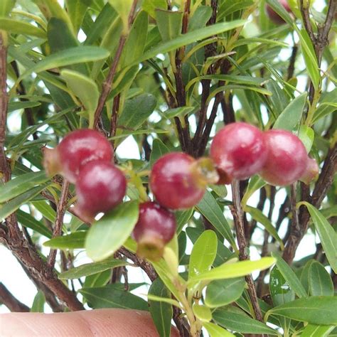 Syzygium pimentovník bonsaj s plodmi