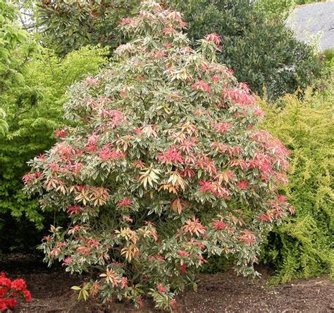 Pieris japonský 'Flaming Silver' s farebnými listami