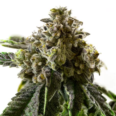 Porovnanie feminizovaných a autoflower semien