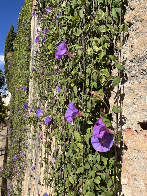 Povojník purpurový na záhradnej pergole