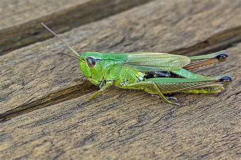 Koník lúčny (Chorthippus parallelus)