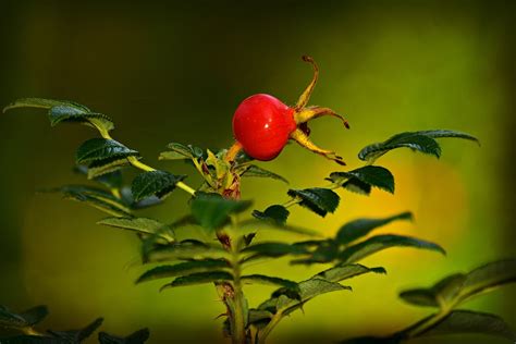 Ilustrácia ruže 'Karpatia' s popísanými vlastnosťami